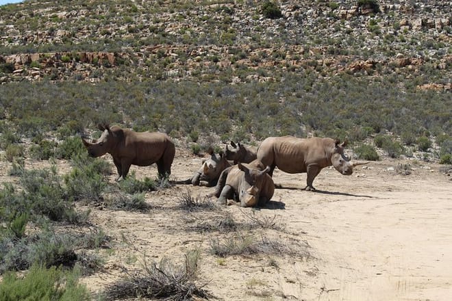A Crash of Rhino Rhinoceros
