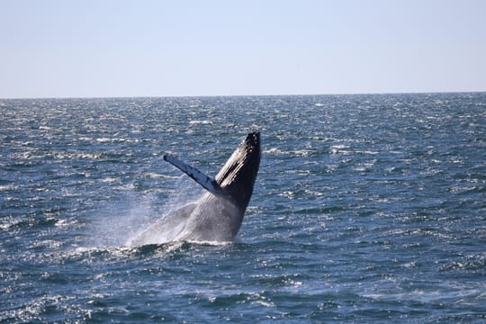 Whale Watching & Northern lights Combo Cruise from Reykjavik