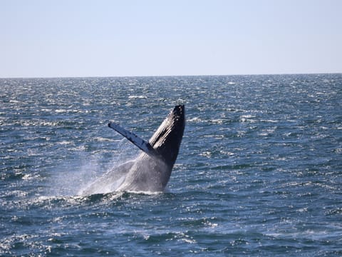 A humpback whale appears above the North Atlantic Ocean during a whale watching trip from Reykjavík, Iceland, offering amazing wildlife enco