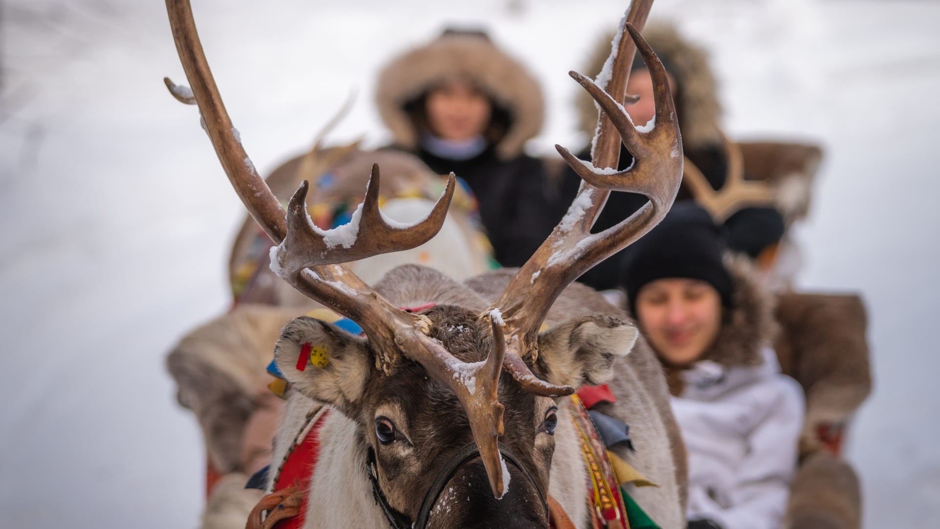 Priority reindeer sleigh ride - Santa Claus Reindeer