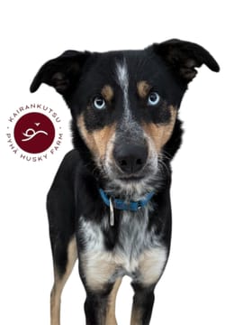 1,5 hour husky experience - 5km Husky Safari & Farm Visit