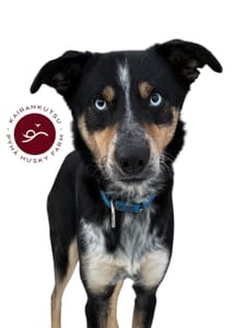 1,5 hour husky experience - 5km Husky Safari & Farm Visit