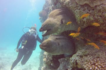 Snorkeling with Turtles at Abu Dabab Bay from Hurghada