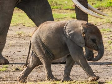 Tanzania Safari Adventure: Big Five in Serengeti and Ngorongoro
