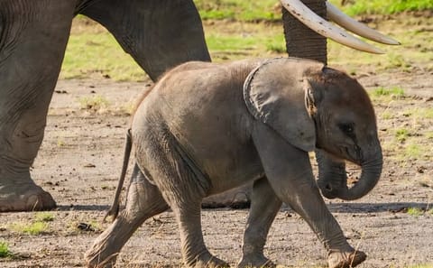 Tanzania Safari Adventure: Big Five in Serengeti and Ngorongoro