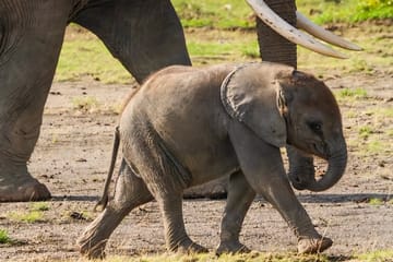 Tanzania Safari Adventure: Big Five in Serengeti and Ngorongoro