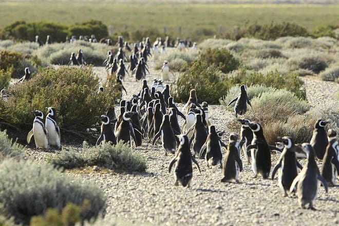 Peninsula Valdés Provincial Reserve