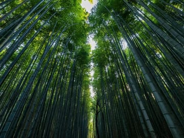 Arashiyama Bamboo Forest