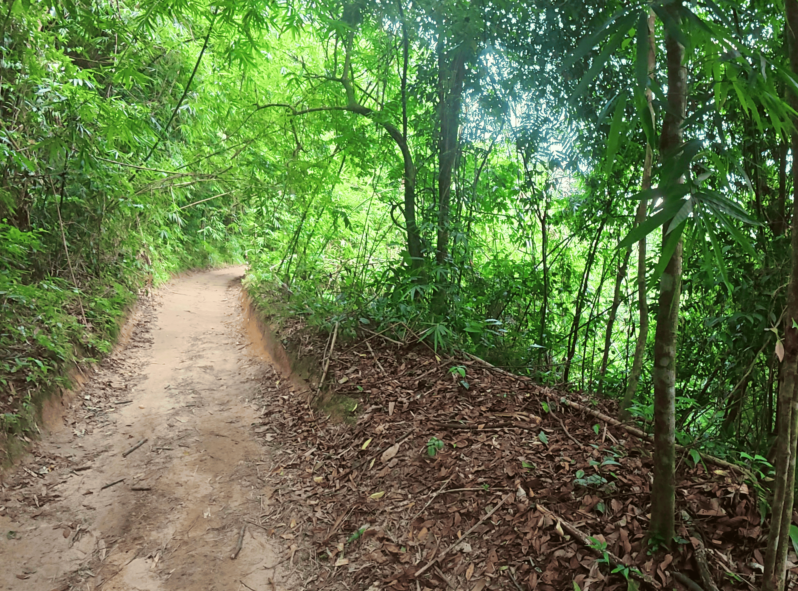Winding dirt hiking trail through a dense, lush green tropical rainforest with bamboo trees, leading to Kemensah waterfalls