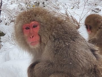 Tokyo to Snow Monkey & Zenkoji Tour