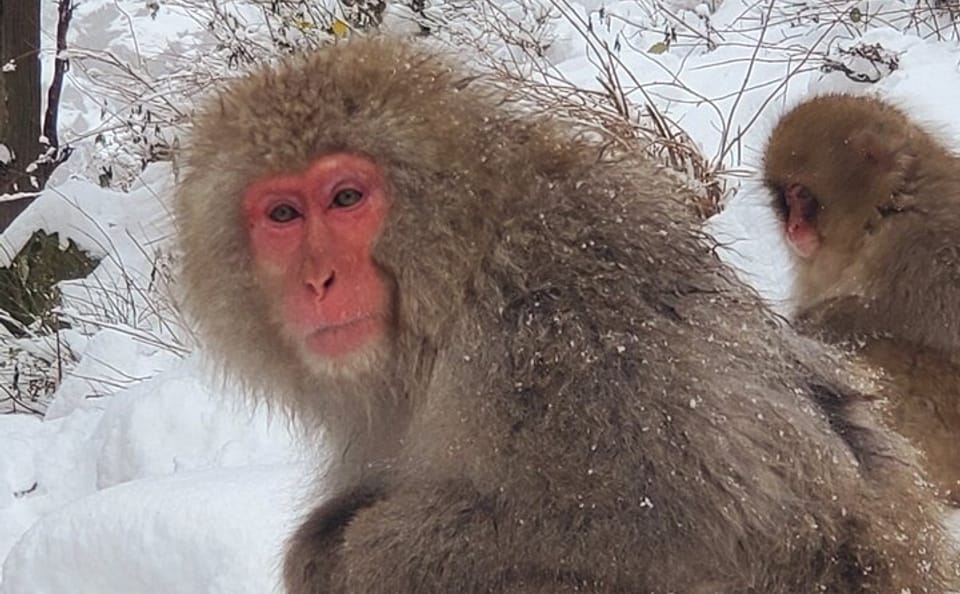 Tokyo to Snow Monkey & Zenkoji Tour