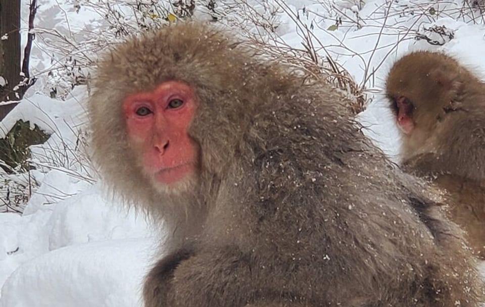 Tokyo to Snow Monkey & Zenkoji Tour