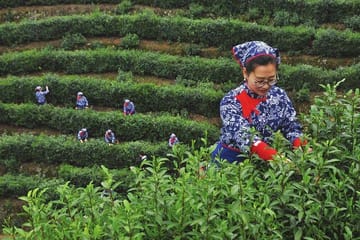 Longjing Tea Culture Experience Tour in Hangzhou