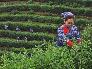 Authentic Hangzhou Longjing Tea Culture Experience Tour
