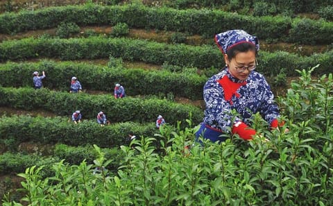 Longjing Tea Culture Experience Tour in Hangzhou