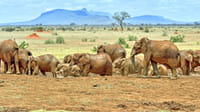 Day tour to Tsavo East National park from Mombasa with pickup 7