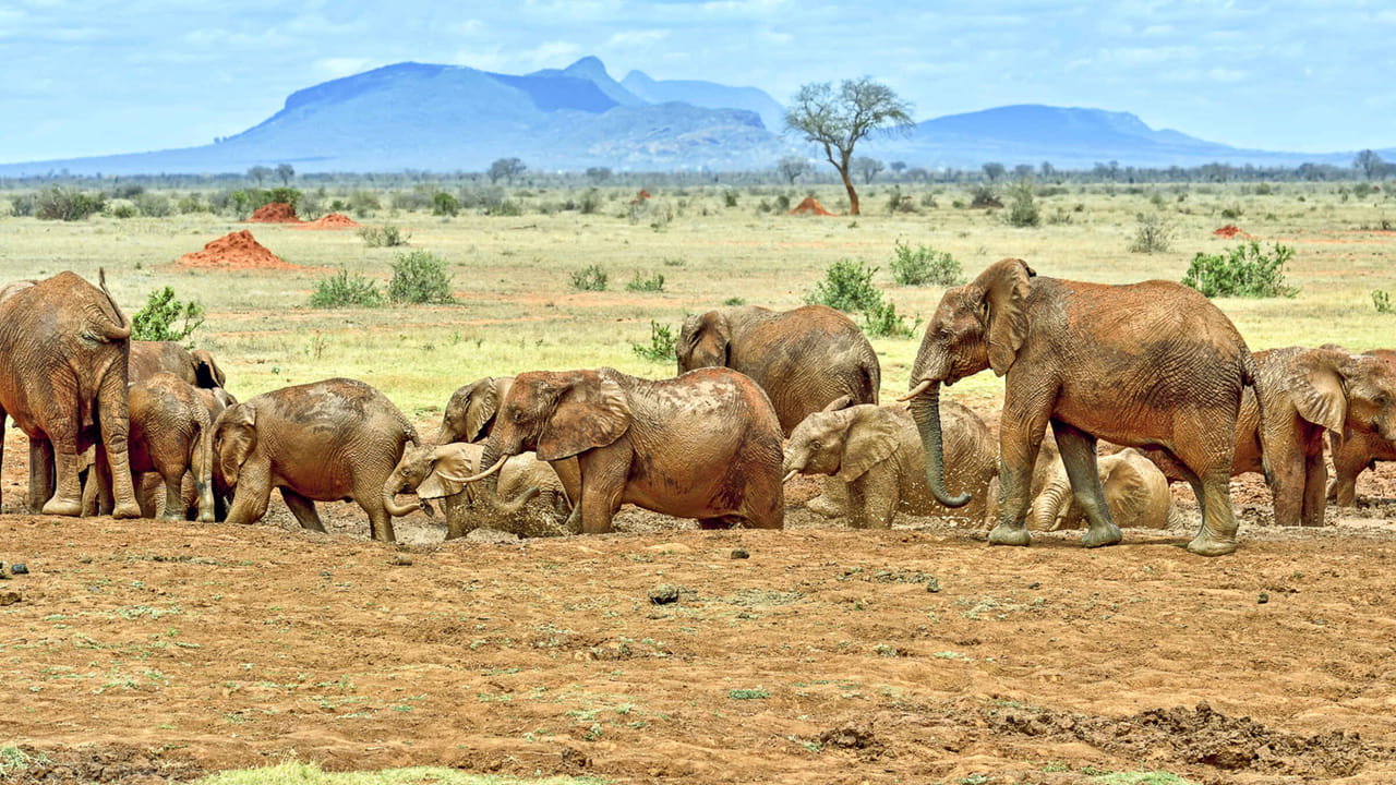 Day tour to Tsavo East National park from Mombasa with pickup 7