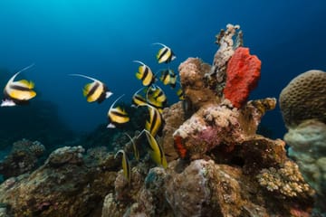 Snorkeling Adventure at Sharm El-Naga from Hurghada