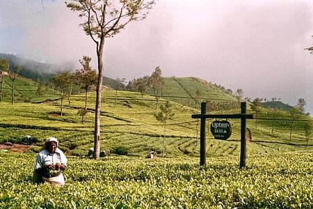 Private Tour to Lipton’s Seat & Dambetenna Tea Factory Experience