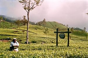 Private Day Tour to Lipton Seat and Dambetenna Tea Factory from Ella