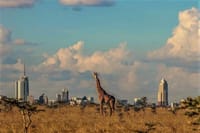 Giraffe in the Nairobi National Park