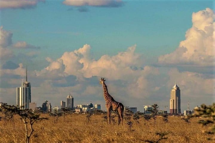 Giraffe in the Nairobi National Park