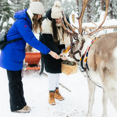 Ferme de Rennes Taava – Rennes et Traditions de Laponie Toute l’Année