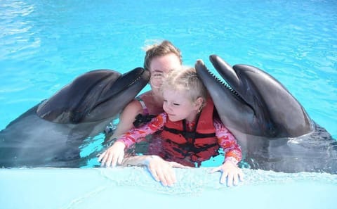 Premium 5 Minutes Dolphin Swimming Experience – Hurghada