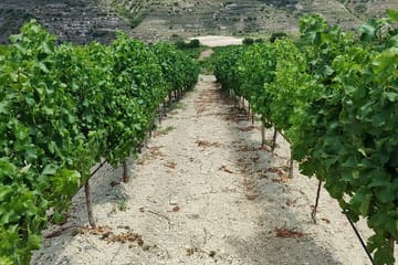 Troodos Grape Escape Tour from Paphos: Villages and Wineries