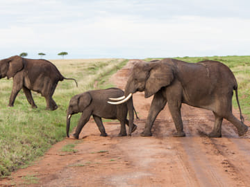 Wildlife Safari and Photography Tour in Kenya and Tanzania