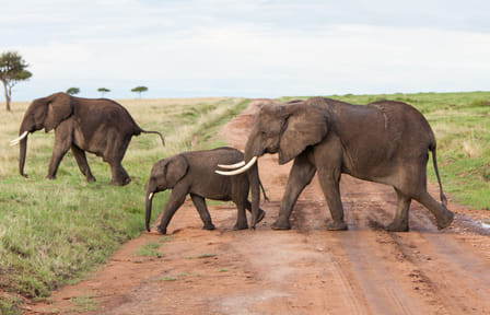 Wildlife Safari and Photography Tour in Kenya and Tanzania