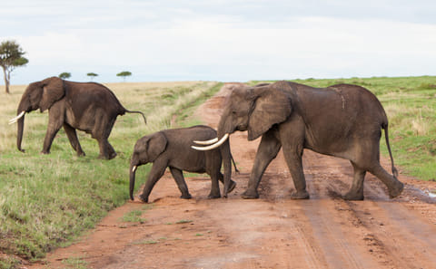 Wildlife Safari and Photography Tour in Kenya and Tanzania