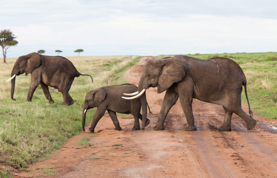 12Days Best of Kenya and Tanzania Wildlife Safari