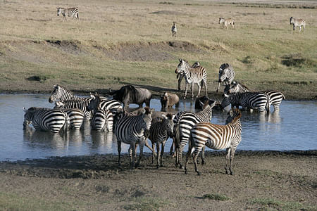Aberdare Park, Hell's Gate National Park & Lake Naivasha Boat Ride Safari