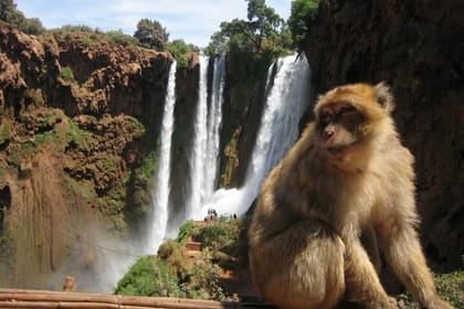 From Marrakech: Day Trip to Ouzoud Waterfalls Guided & Boat Ride