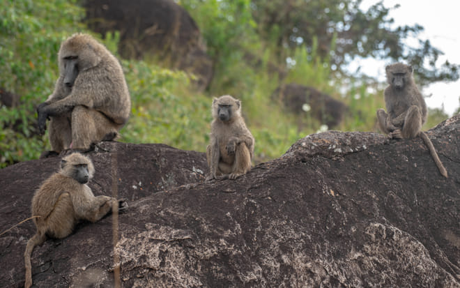 6-Day Uganda Guided Safari from Entebbe Airport photo 4