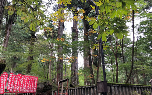 Private Morning Nature Walking Around Nikko Toshogu Shrine
