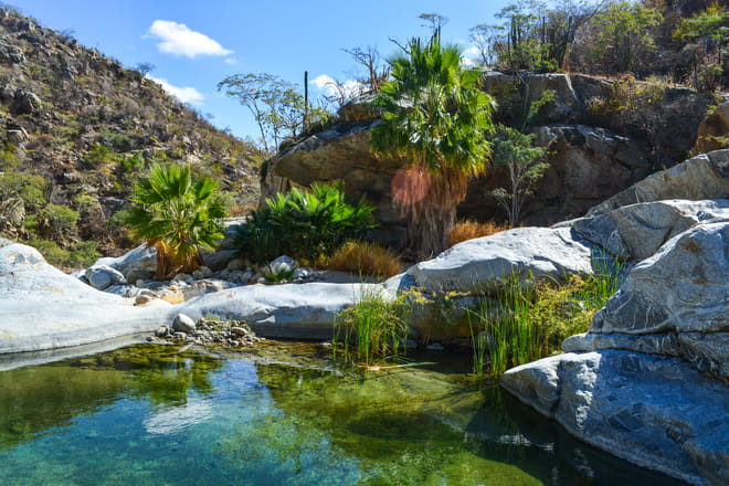 Fox canyon oasis los cabos natural pool santiago baja california sur desert landscape palm trees canyon water hiking 