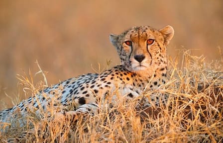 7-Day Group to Maasai Mara, Lake Naivasha, Amboseli from Nairobi