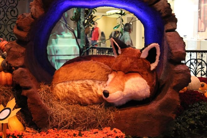 See the seasonal displays at the Bellagio's Conservatory Gardens!