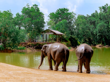 4-Hours Phuket Ethical Elephant Sanctuary Tour with Lunch