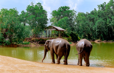 4-Hours Phuket Ethical Elephant Sanctuary Tour with Lunch