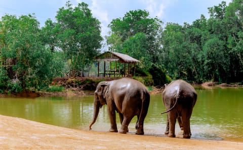 4-Hours Phuket Ethical Elephant Sanctuary Tour with Lunch