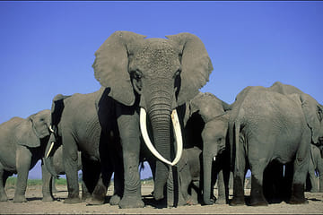 5Days Affordable Wildlife Safari in Kenya