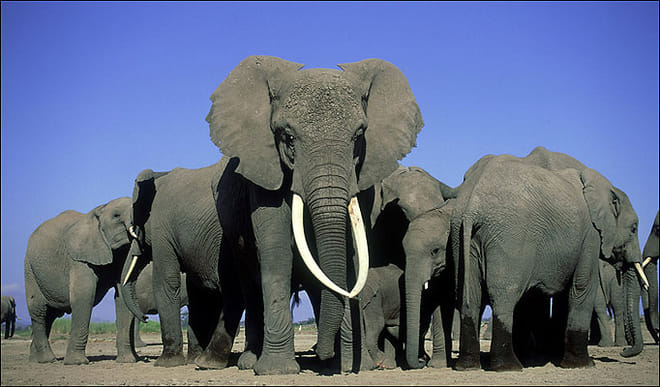 5Days Affordable Wildlife Safari in Kenya 4