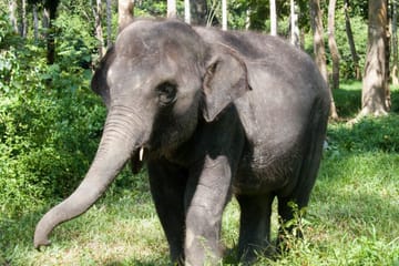 Private Day Trip to Kuala Gandah Elephant Sanctuary and Fireflies