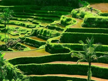 Customized Private Tour of Beraban and Kintamani, Bali