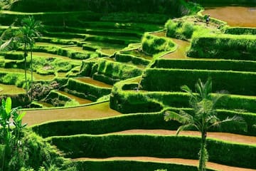 Customized Private Tour of Beraban and Kintamani, Bali
