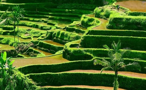 Customized Private Tour of Beraban and Kintamani, Bali
