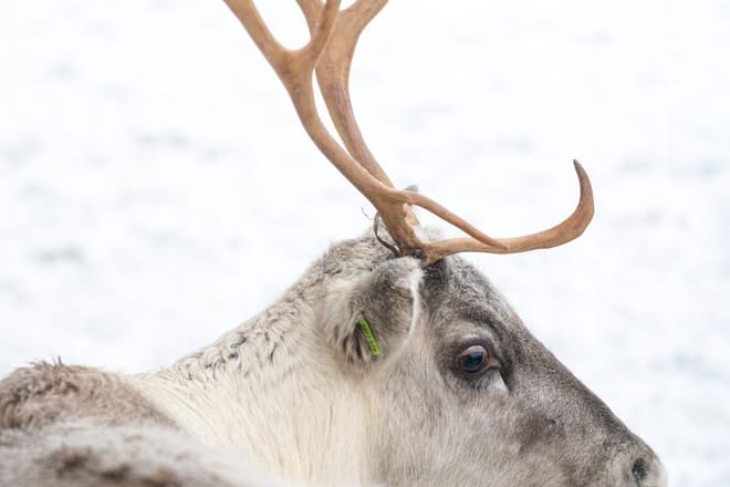 Rovaniemi: Insider Bucket List Adventure